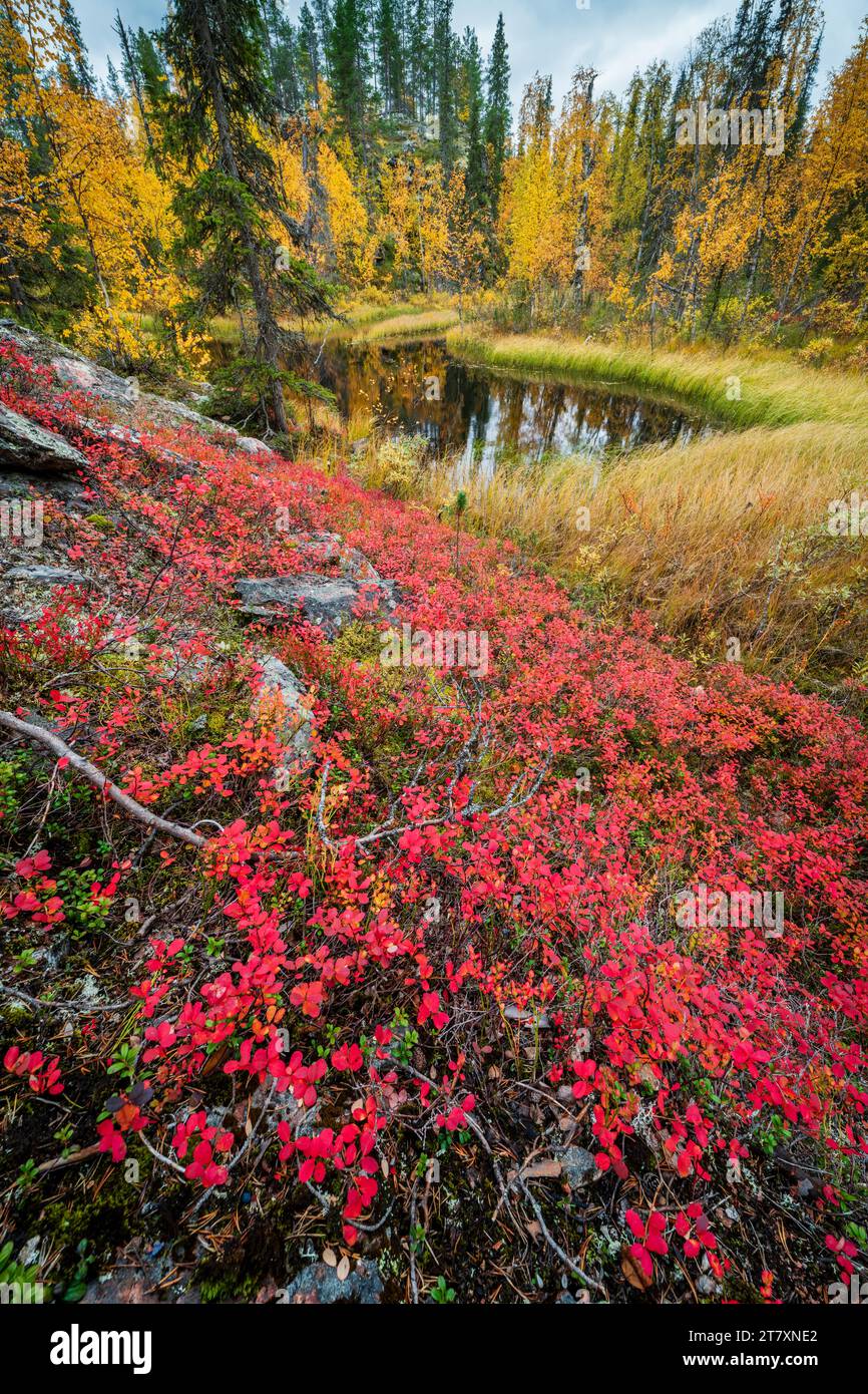 Northern bilberry (Vaccinium uliginosum), bog and pine forest, Muonio, Lapland, Finland, Europe Stock Photo