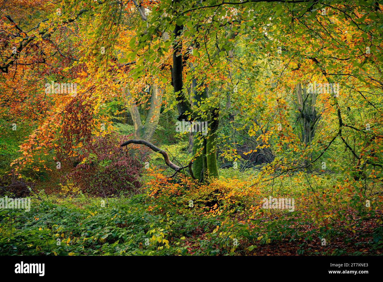Landscape broadleaved trees in hi-res stock photography and images - Alamy