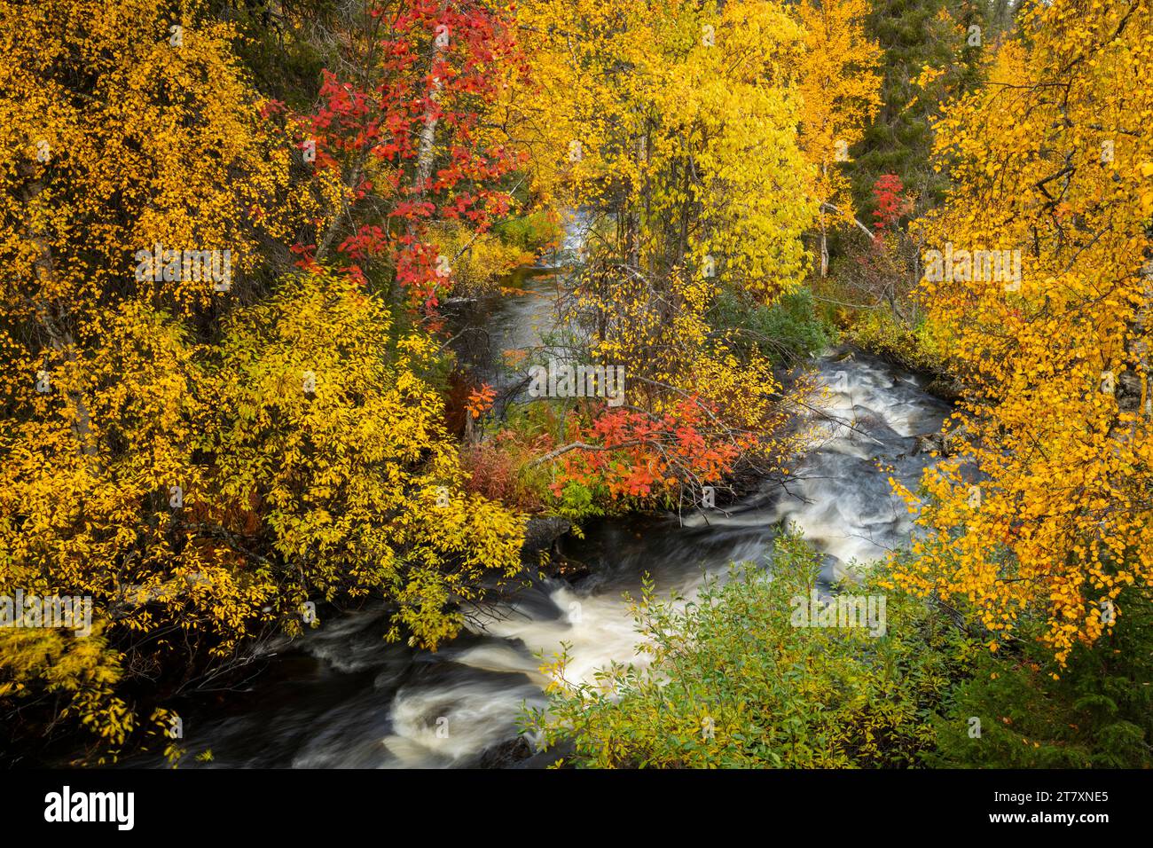Silver birch (Betula pendula) and Rowan (Sorbus aucuparia) and stream, autumn colour, Muonio, Lapland, Finland, Europe Stock Photo