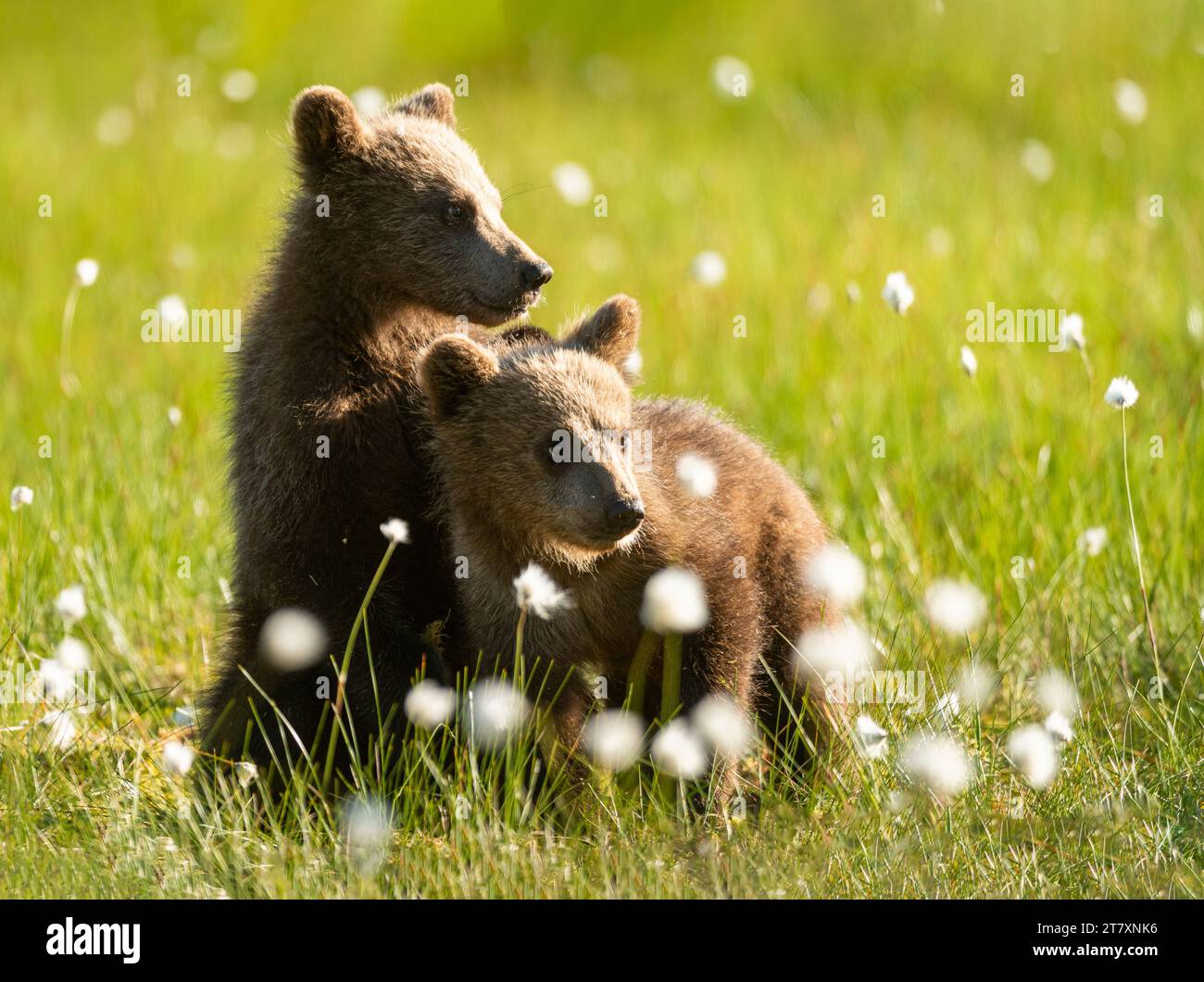 Eurasian brown bear (Ursus arctos arctos) cubs in cotton grass meadow, Finland, Europe Stock Photo