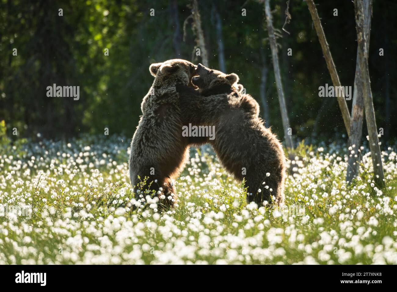 Eurasian brown bear (Ursus arctos arctos) sub-adults play fighting in cotton grass meadow, Finland, Europe Stock Photo