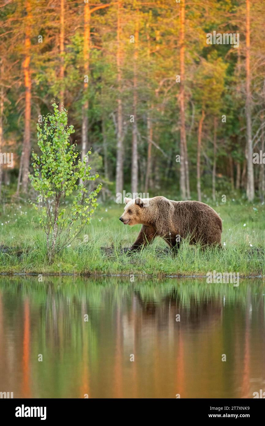 Eurasian brown bear (Ursus arctos arctos) adult, walking along edge of ...