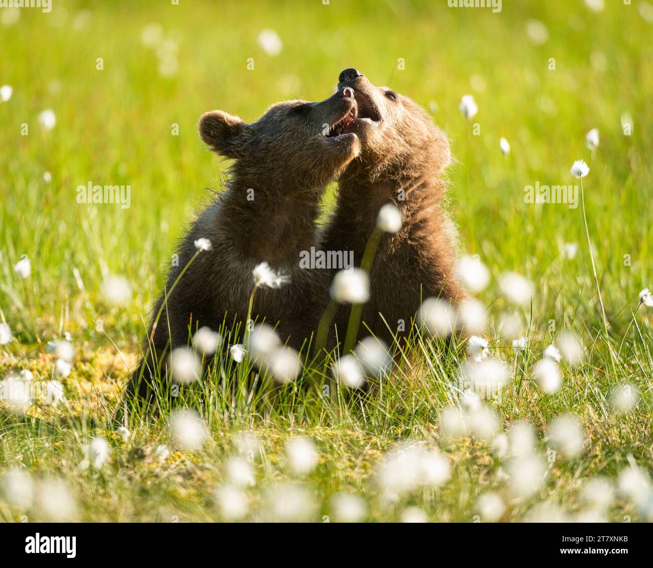 Eurasian brown bear (Ursus arctos arctos) cubs playing in cotton grass meadow, Finland, Europe Stock Photo