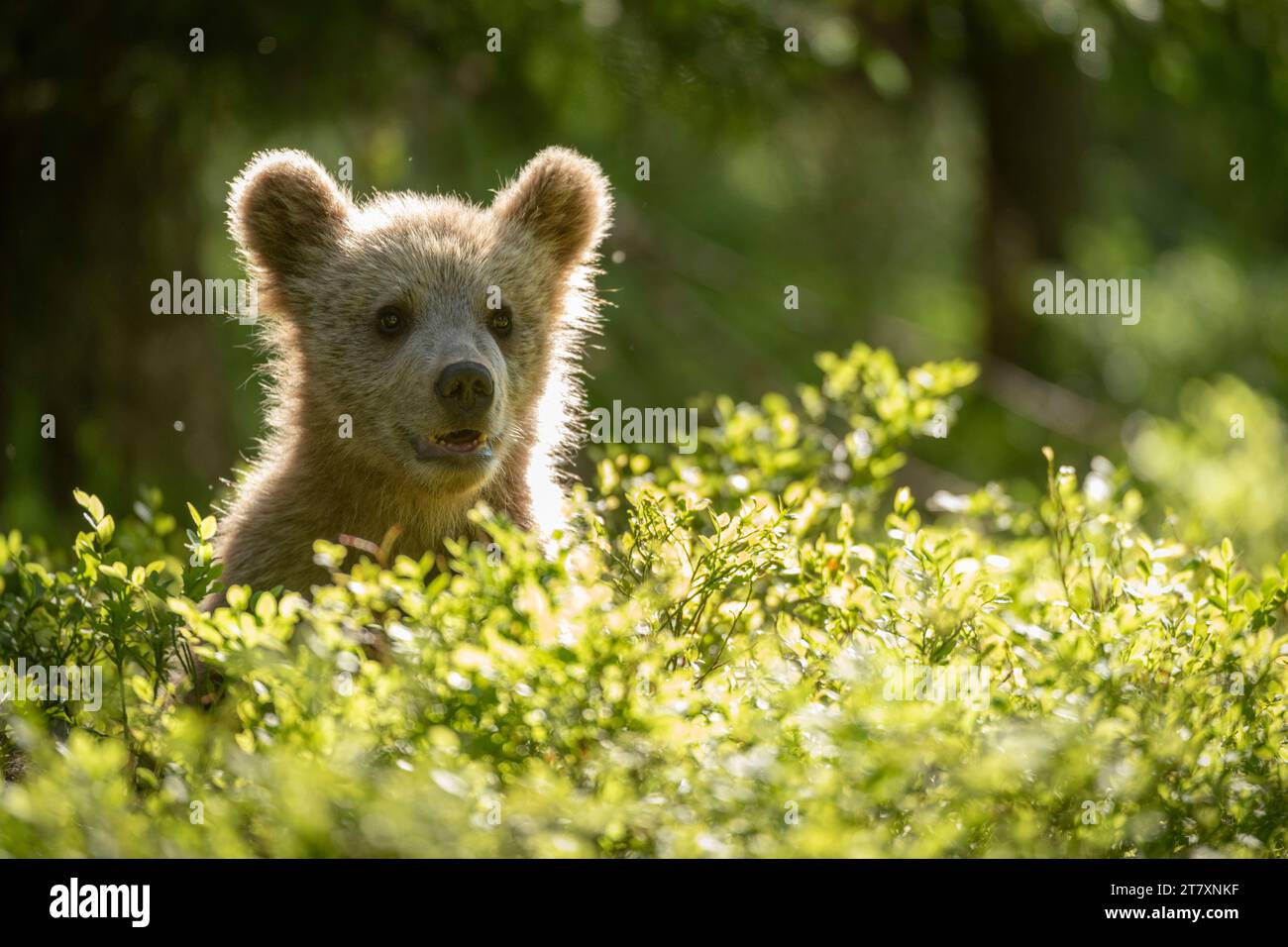 Eurasian brown bear (Ursus arctos arctos) cub in forest environment, Finland, Europe Stock Photo