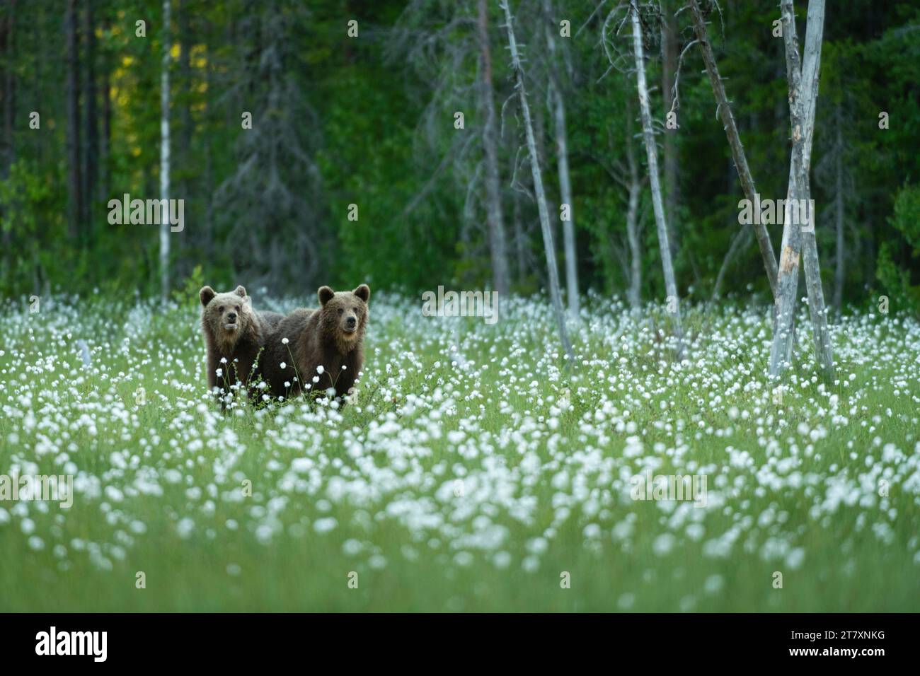 Eurasian brown bear (Ursus arctos arctos) cubs in cotton grass meadow, Finland, Europe Stock Photo