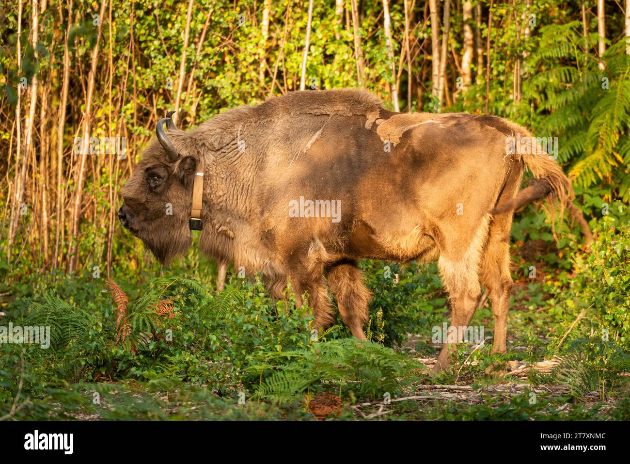 European Bison (Bison bonasus), female (cow), being released into woodland as part of the Wilder Blean project, Kent, England, United Kingdom, Europe Stock Photo