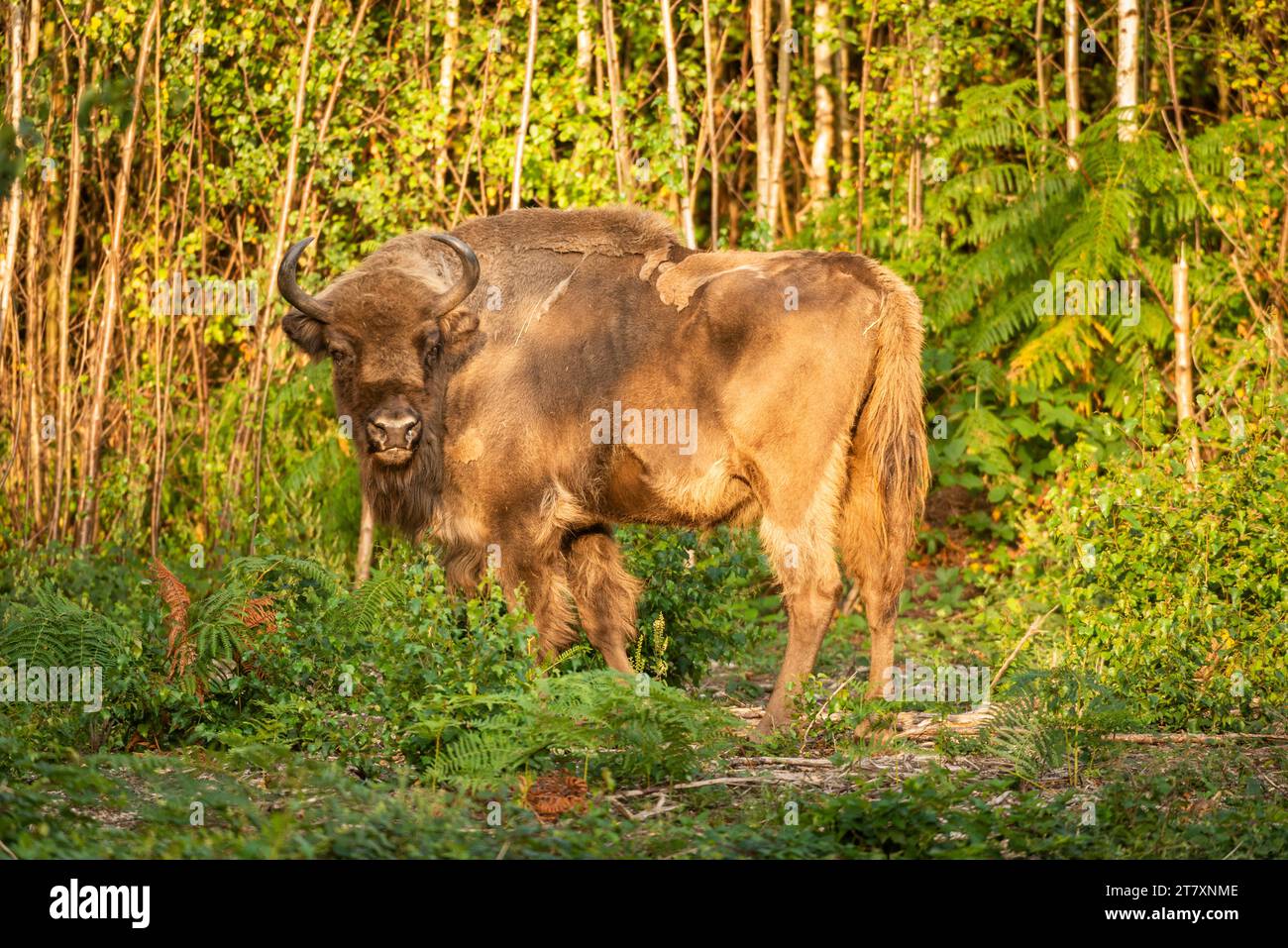 European Bison (Bison bonasus), female (cow), being released into woodland as part of the Wilder Blean project, Kent, England, United Kingdom, Europe Stock Photo