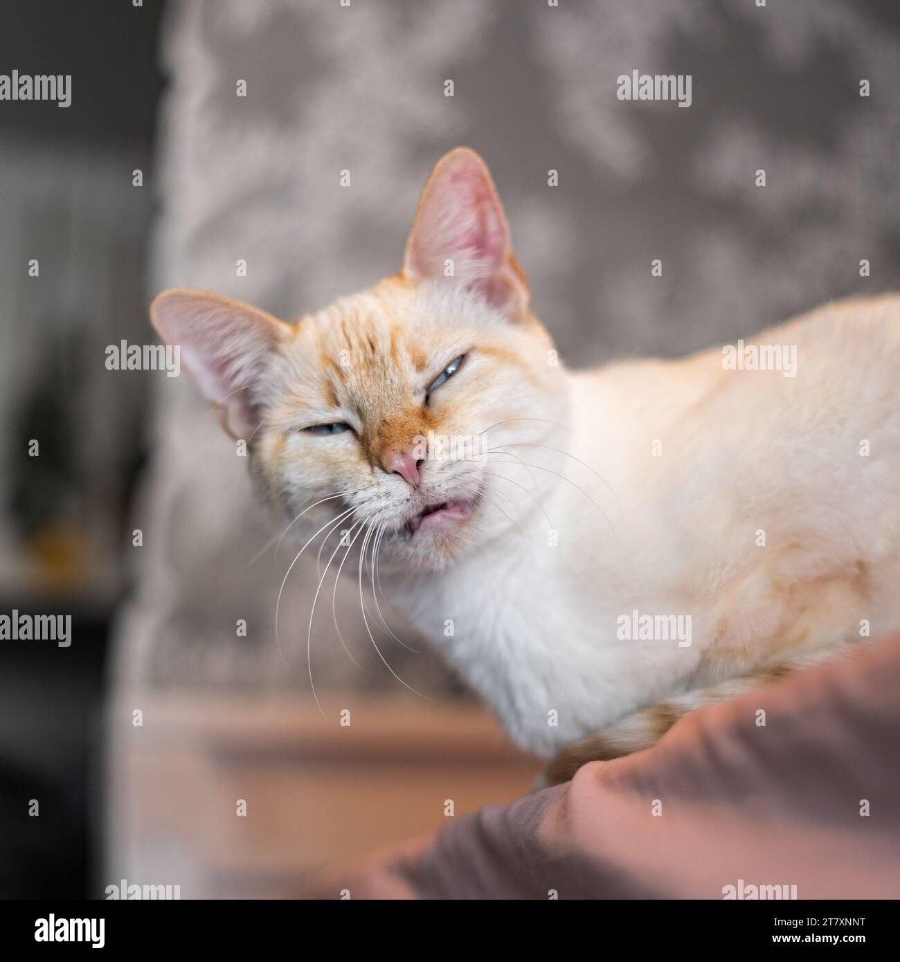 Adorable White Cat Making Silly Expressions Stock Photo Alamy