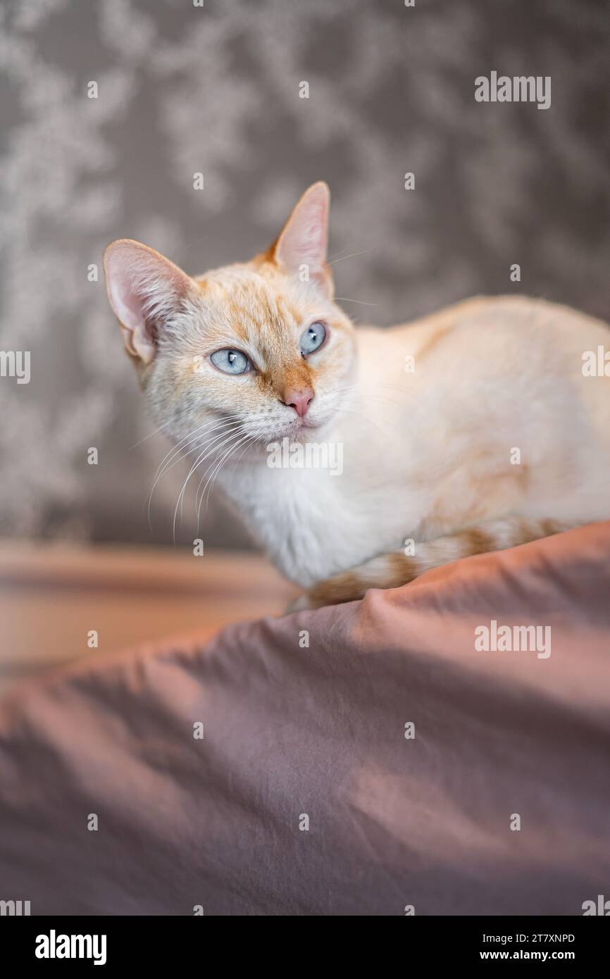 Adorable White Cat Making Silly Expressions Stock Photo Alamy