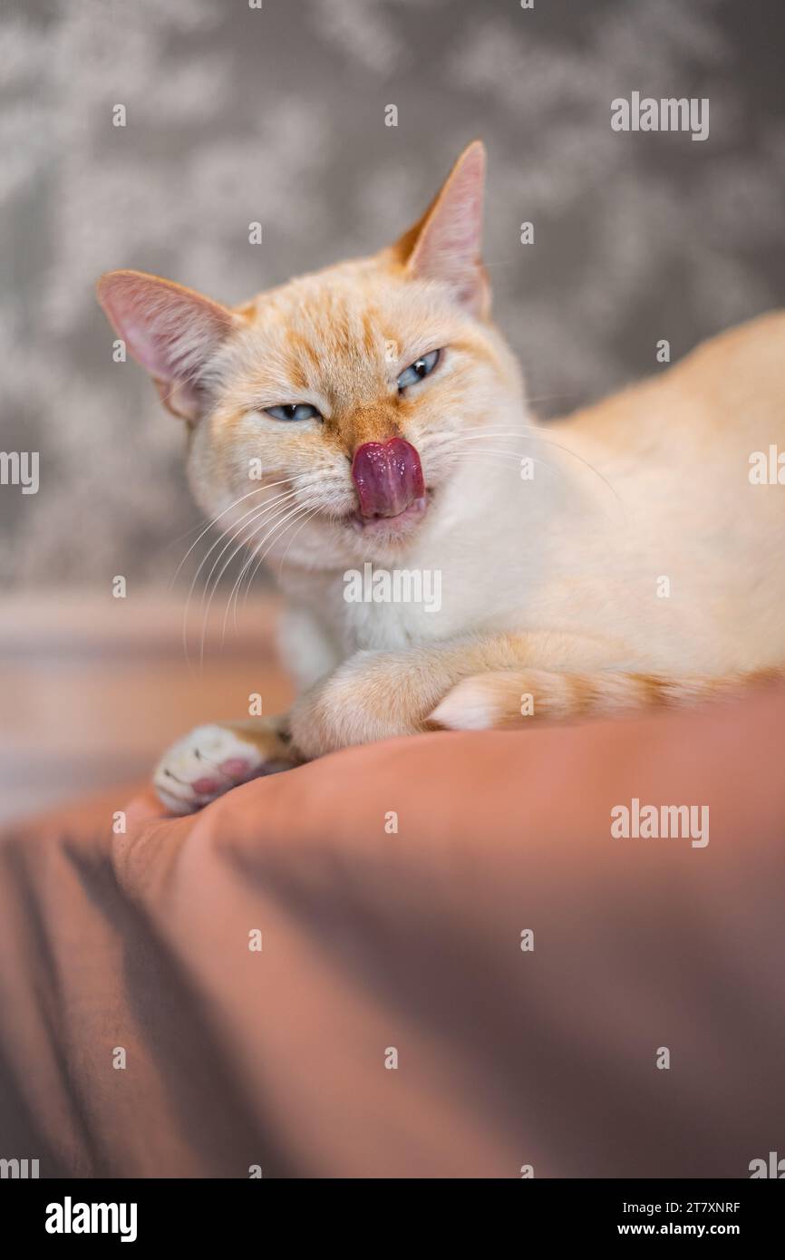 Adorable White Cat Making Silly Expressions Stock Photo Alamy