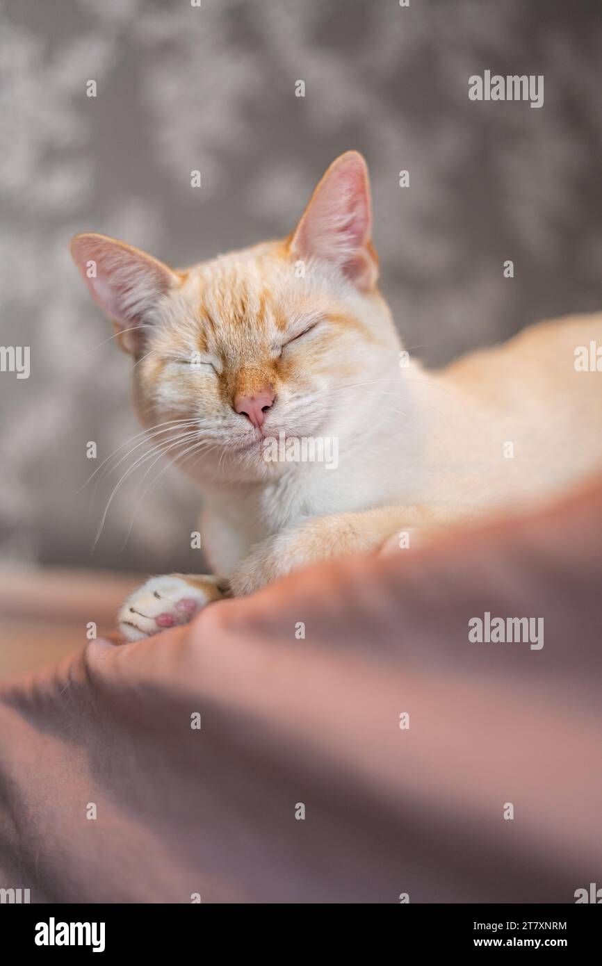 Adorable White Cat Making Silly Expressions Stock Photo Alamy