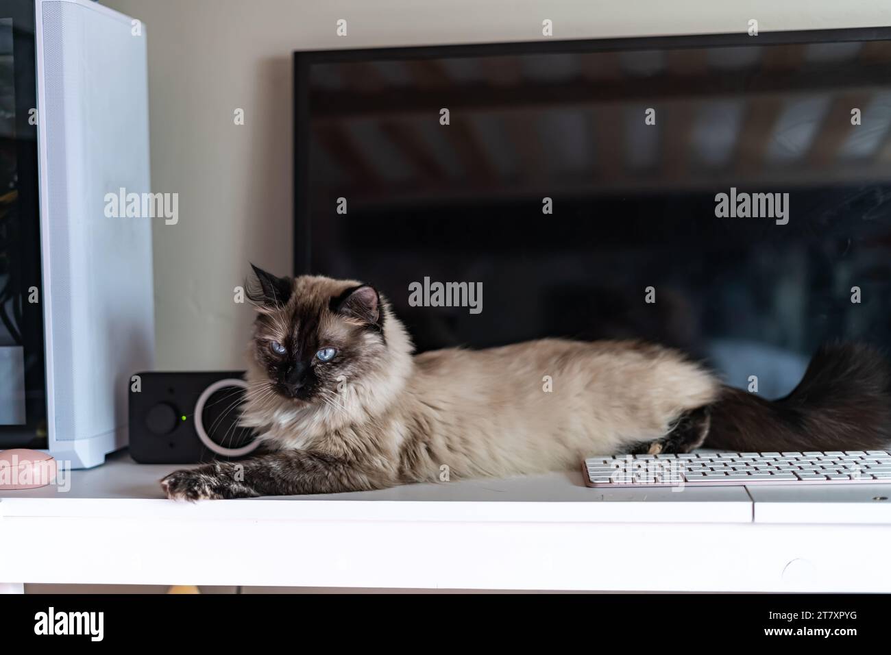 Naughty Cat Laying On Workspace Desk Computer Keyboard Stock Photo - Alamy