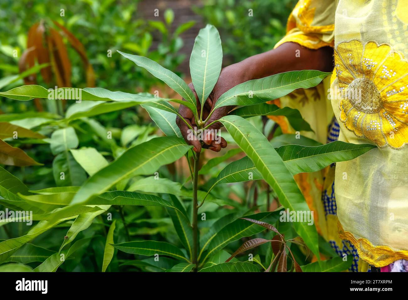 Woman standing in her plant nursery in Notto village, Senegal, West