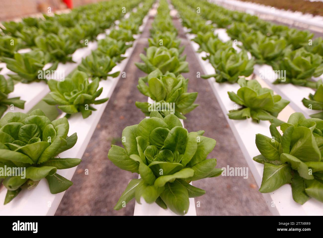 Rows of lettuce in a greenhouse, Organic hydroponic vegetable farm, Dalat, Vietnam, Indochina, Southeast Asia, Asia Stock Photo