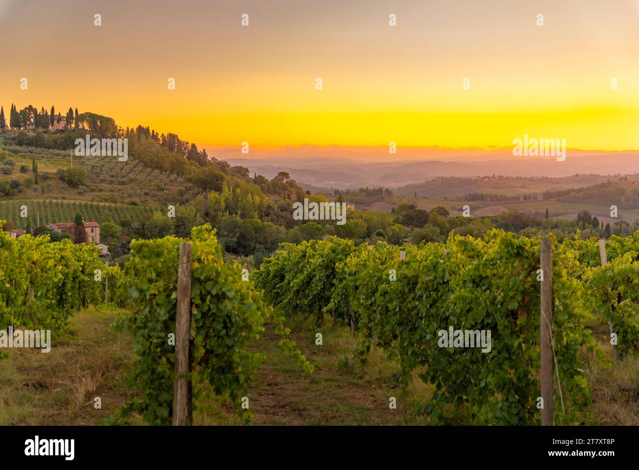 View of vineyards and landscape at sunrise near San Gimignano, San Gimignano, Province of Siena, Tuscany, Italy, Europe Stock Photo