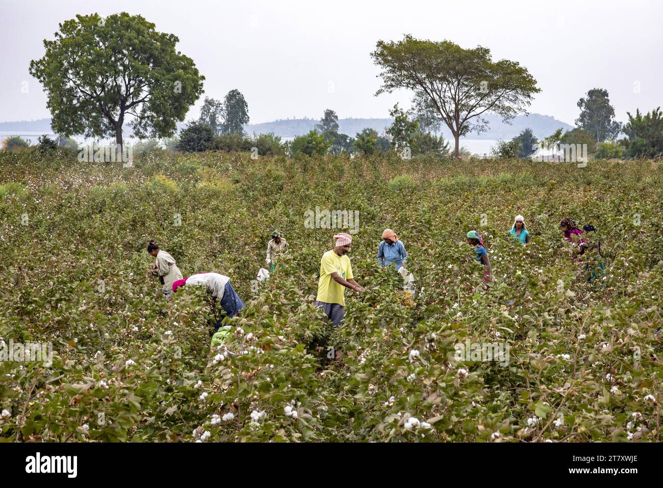Adivasi farmers picking cotton in a field in Narmada district, Gujarat, India, Asia Stock Photo