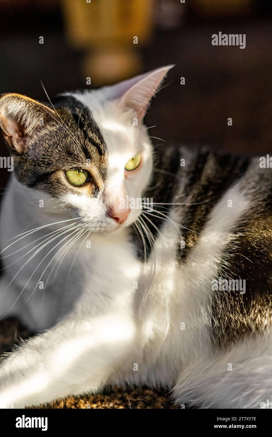 Dramatic Cat Portrait Sunlight Lime Green Eyes Stock Photo