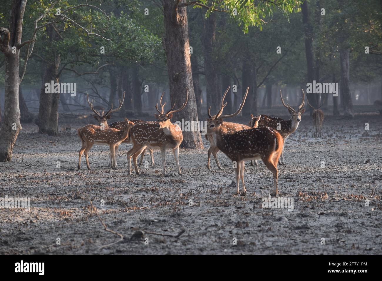 Mammals of bangladesh hi-res stock photography and images - Alamy