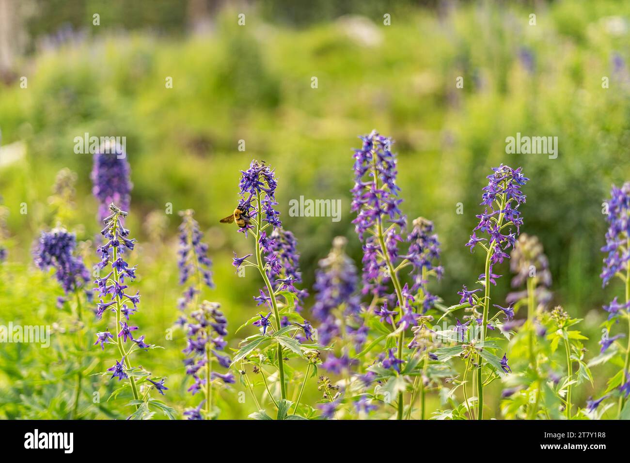 Outdoor Shots Camping In Utah Flowering Purple Plants Stock Photo Alamy Outdoor shots camping in utah flowering purple plants stock photo alamy