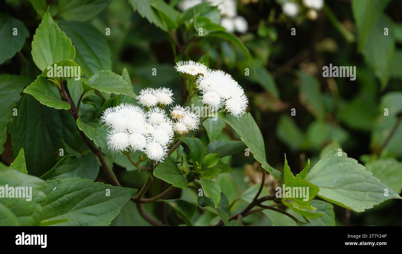 White flowers of Ageratina adenophora also known as Maui pamakani, Mexican devil, Sticky snakeroot, Catweed, Crofton weed, Catspaw, White Thoroughwort Stock Photo
