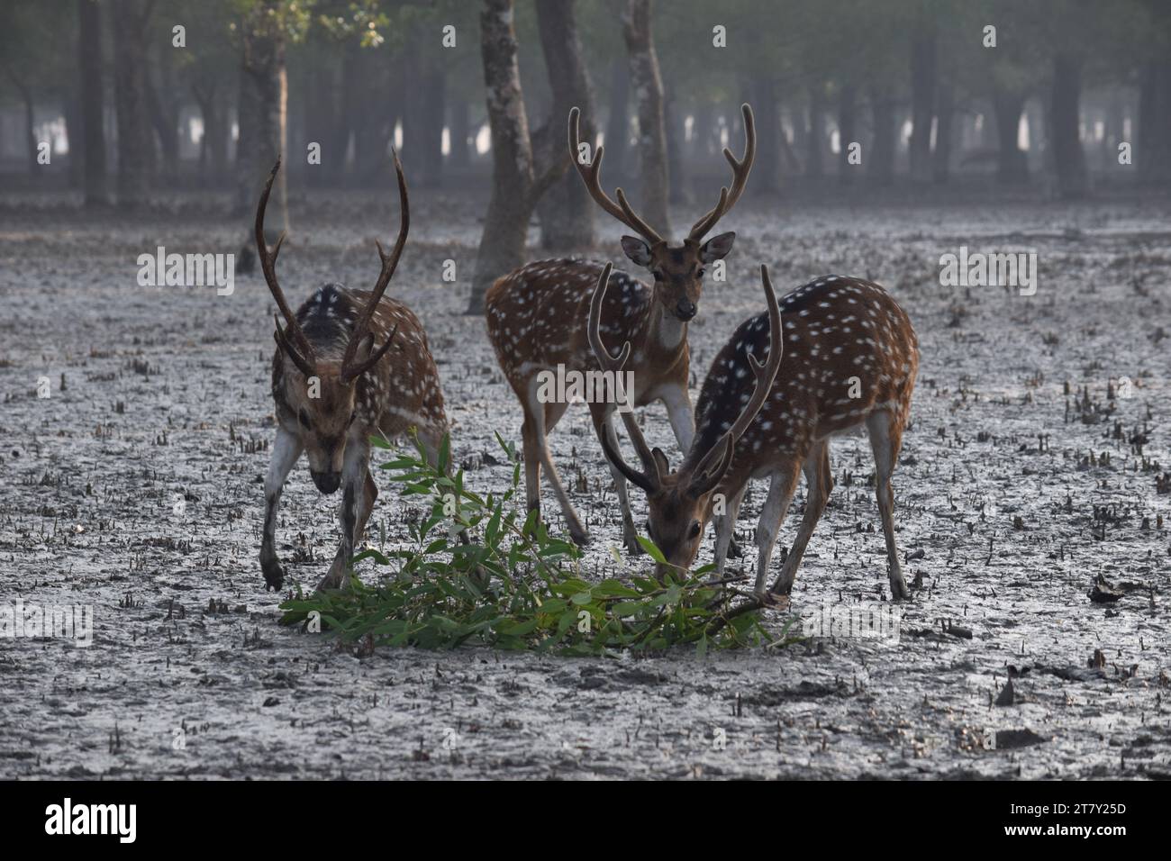 Mammals of bangladesh hi-res stock photography and images - Alamy