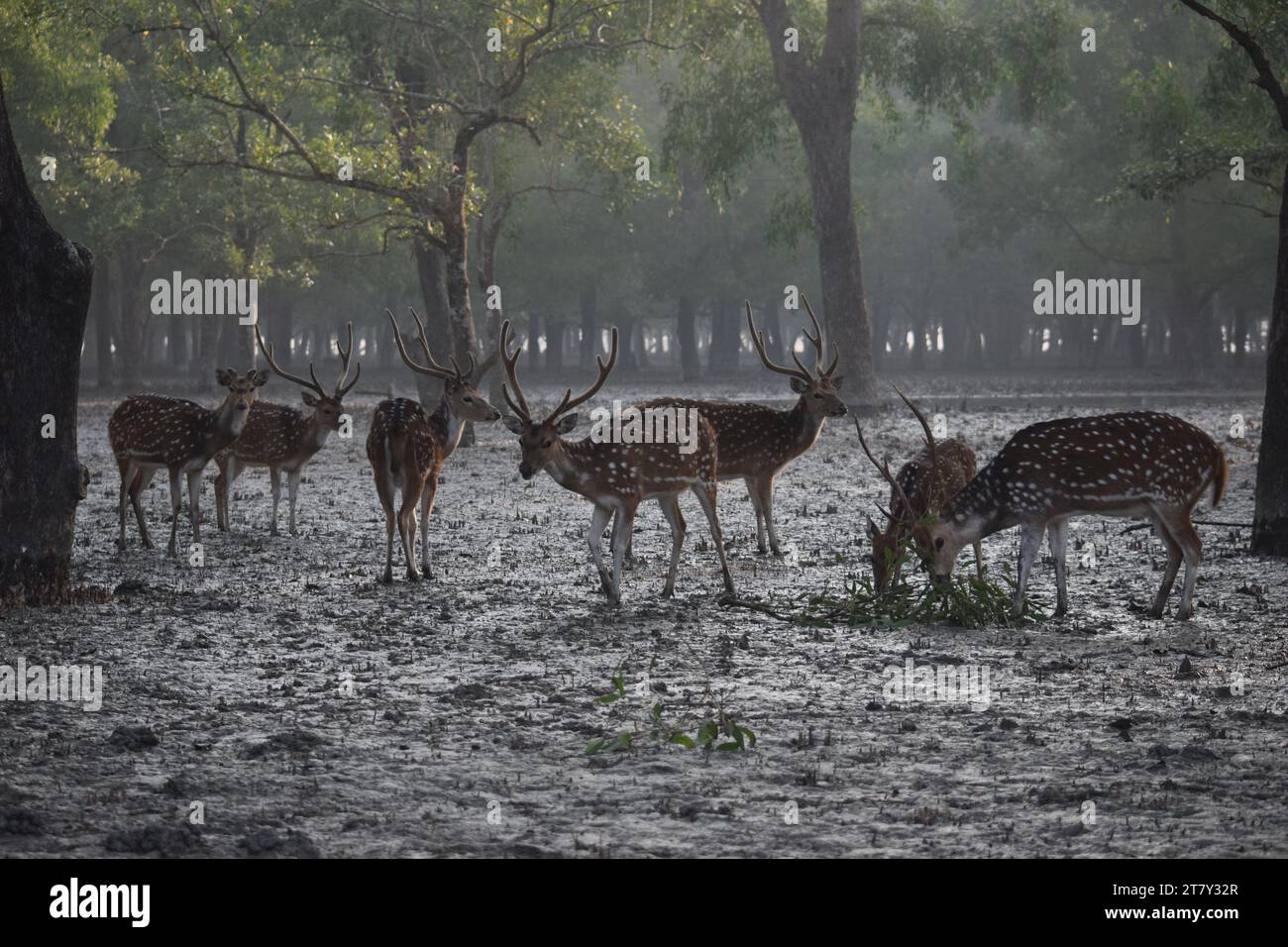 Mammals of bangladesh hi-res stock photography and images - Alamy