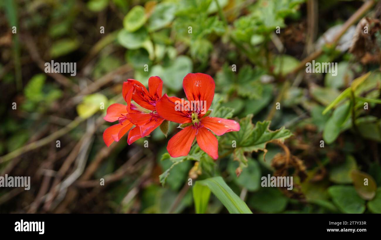 Closeup of red colour flowers of Pelargonium panduriforme also known as Oakleaf garden geranium Stock Photo