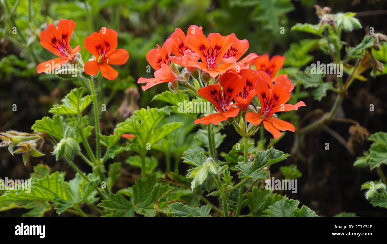Closeup of red colour flowers of Pelargonium panduriforme also known as Oakleaf garden geranium Stock Photo