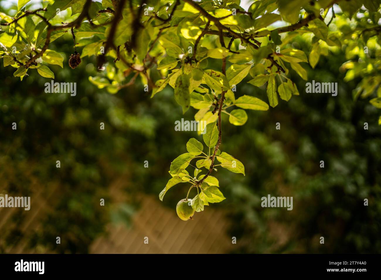Backlit Apple Fruit Branch Orchard Stock Photo