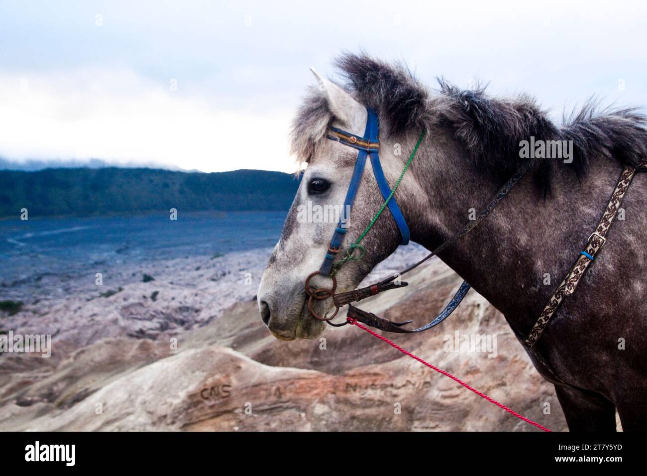 A donkey by the crater of Mount Bromo, East Java, Indonesia, Southeast ...