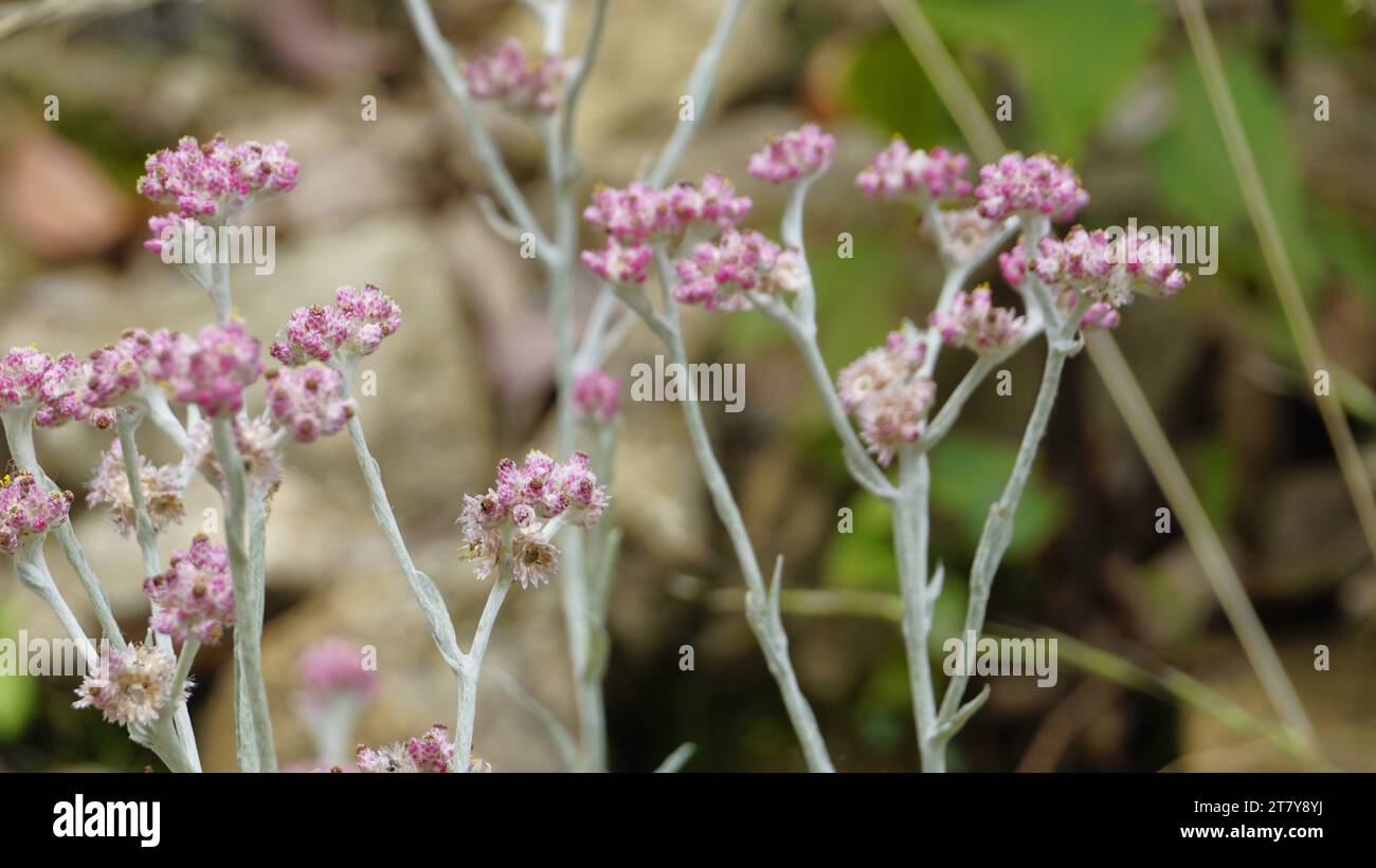 Closeup of flowers of Antennaria dioica also known as cats foot, rose, Stoloniferous pussytoes, Mountain everlasting, Cudweed etc Stock Photo