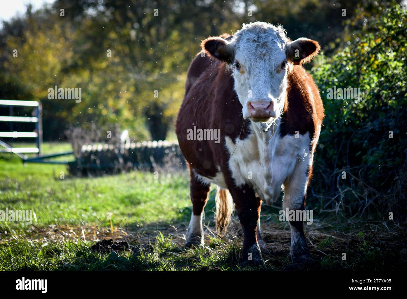 English Hereford Stock Photo