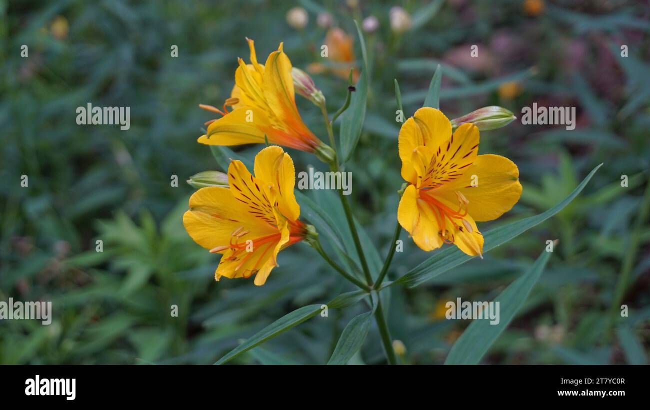 Beautiful yellow flowers of Alstroemeria ligtu also known as Saint Martins Lily, Astromelias Flowers. Stock Photo