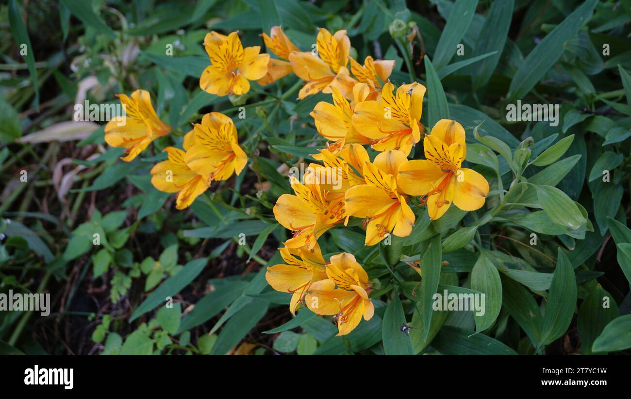 Beautiful yellow flowers of Alstroemeria ligtu also known as Saint Martins Lily, Astromelias Flowers. Stock Photo