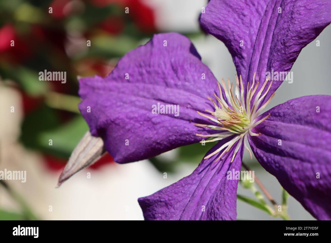 Large purple clematis flower in bloom in summer in the sun Stock Photo