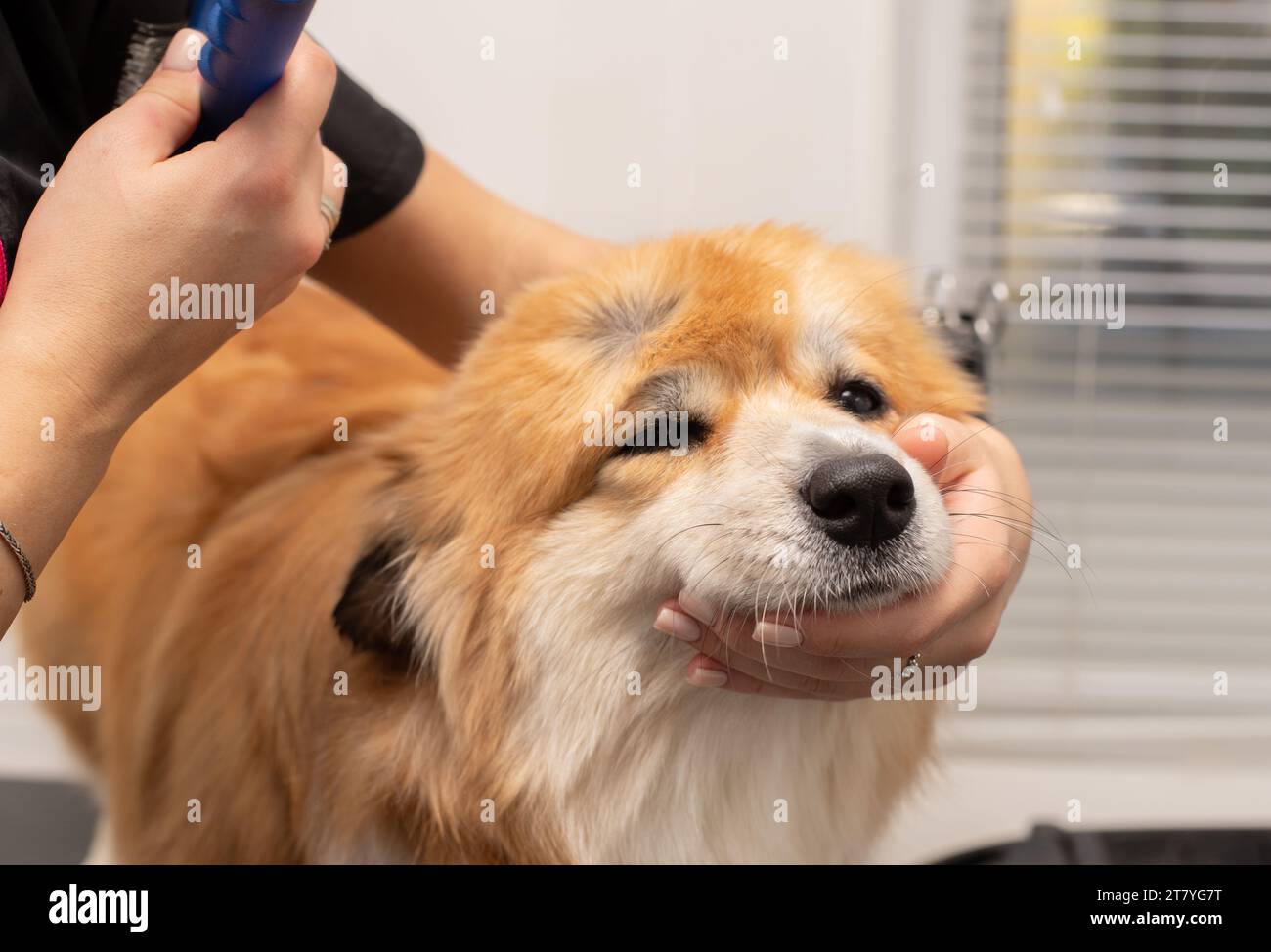 Portrait of wet welsh corgi pembroke taking a bubble bath in a gromming salon. Funny Wet corgi portrait. Stock Photo