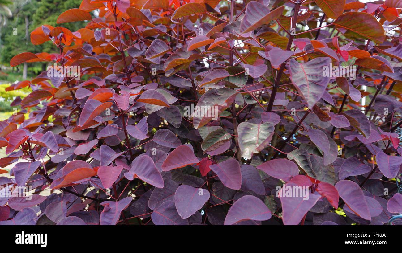 Beautiful background pattern image of from the plant Euphorbia cotinifolia also known as Tropical smokebush, Caribbean copperplant, Mexican shrubby Stock Photo