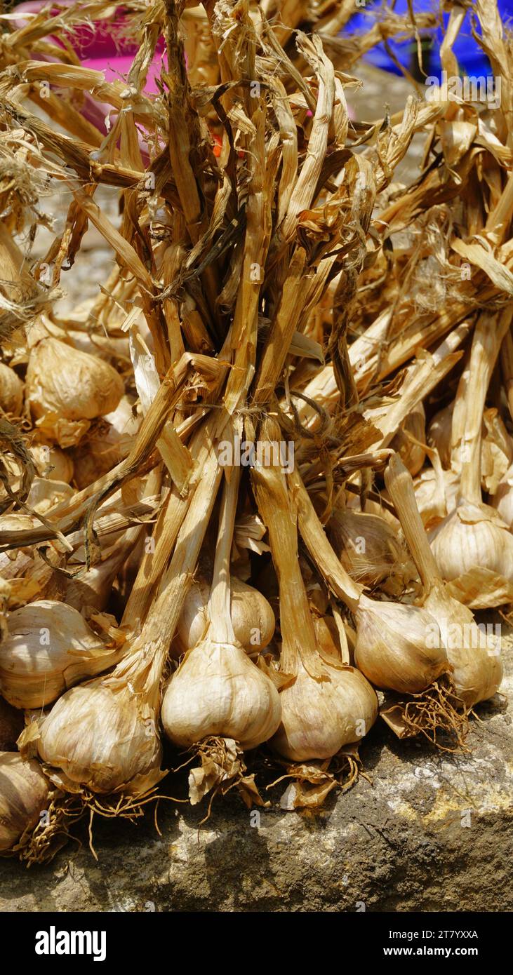 Organic Mountain Hill Garlic Or Malai Poondu Cultivated And Kept For Sale From Poombarai Village