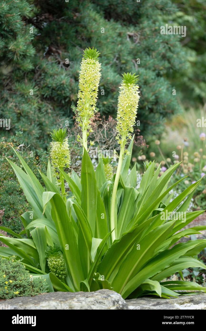 Eucomis autumnalis clavata, Autumn Pineapple Lily, flower spikes in summer Stock Photo