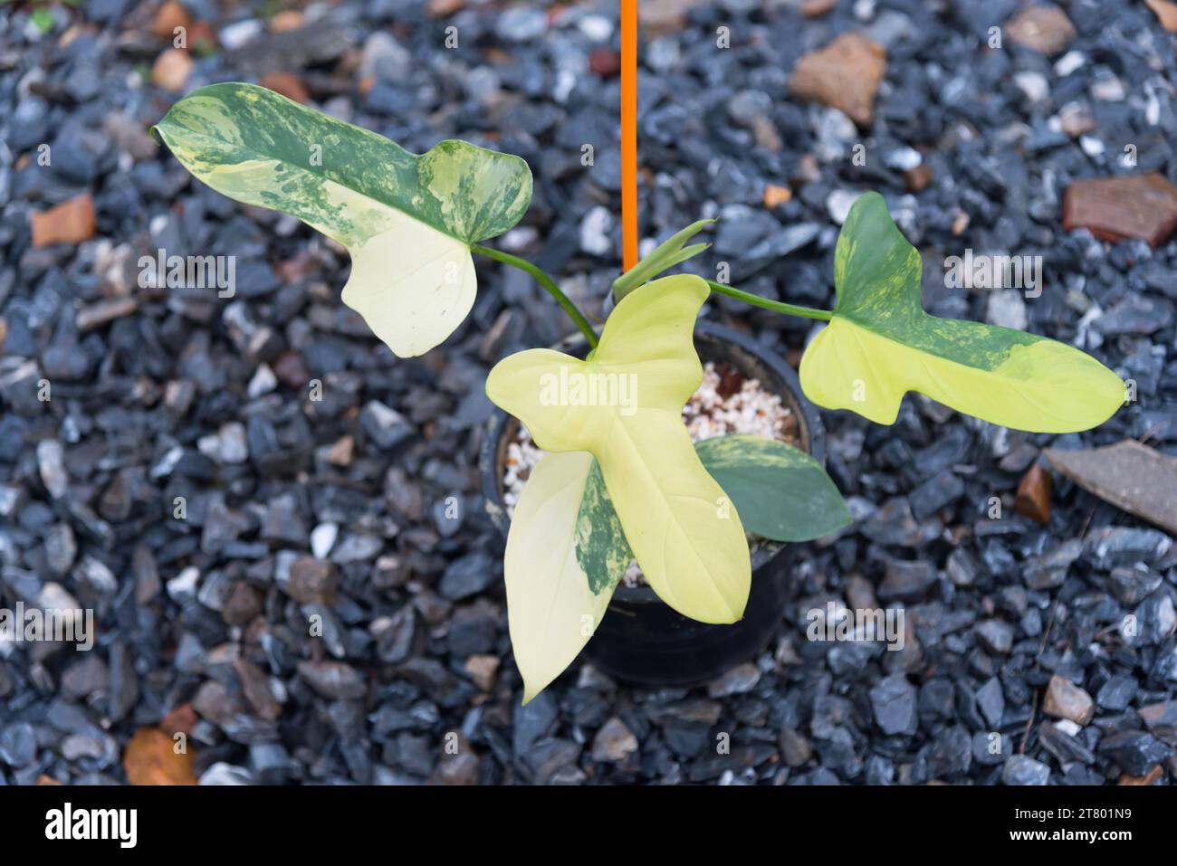 philodendron silver sword vs silver queen Philodendron “Silver Queen” — Finecity Landscape main image 1