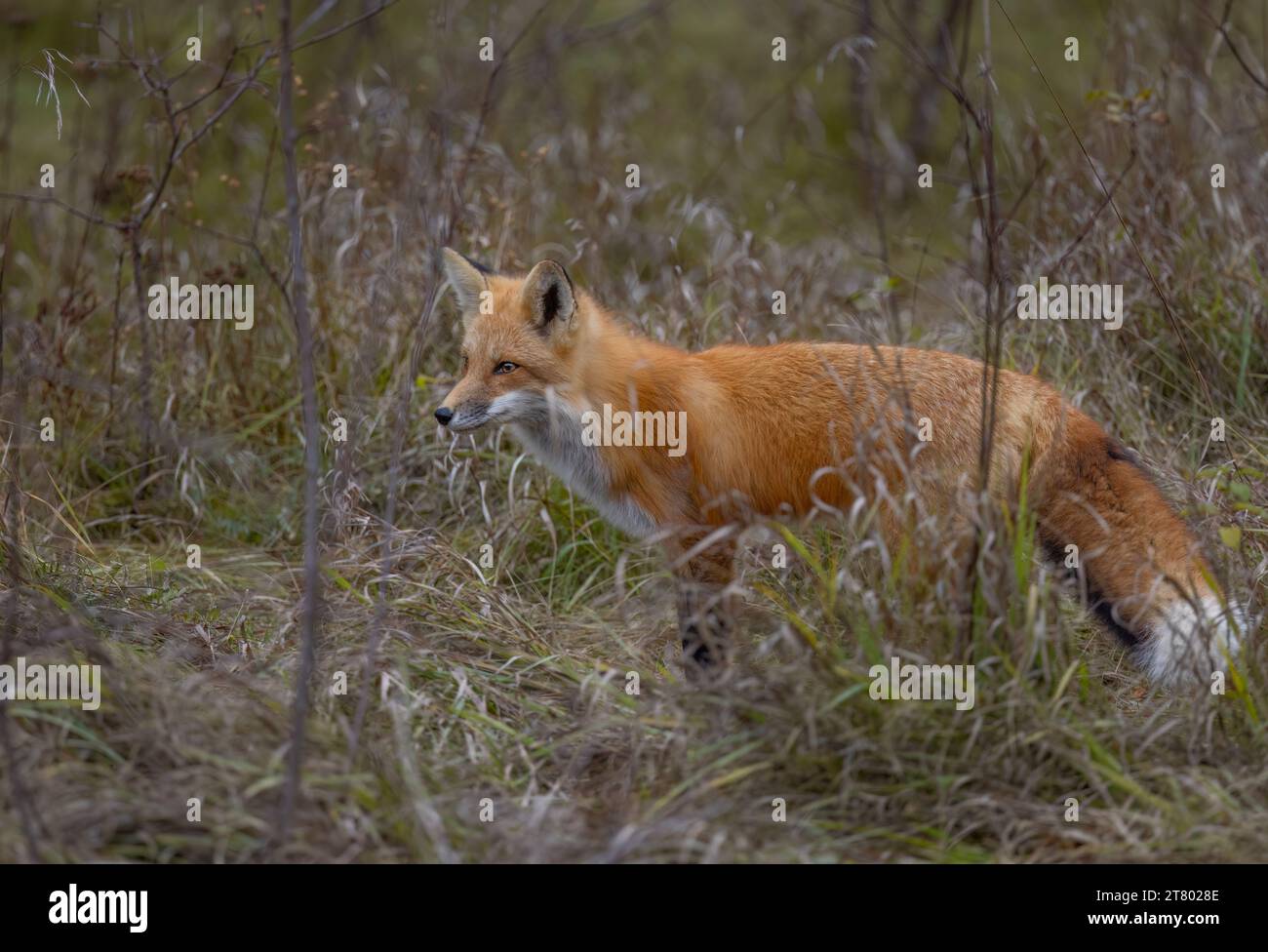 A young red fox walking through the grassy meadow in autumn. Stock Photo