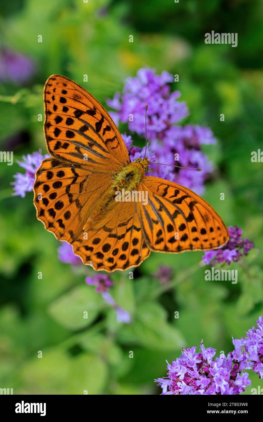 Silver-washed fritillary (Argynnis paphia) male butterfly feeding on nectar from flower in summer Stock Photo