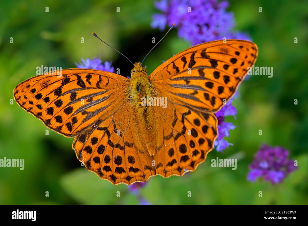 Silver-washed fritillary (Argynnis paphia) male butterfly feeding on nectar from flower in summer Stock Photo