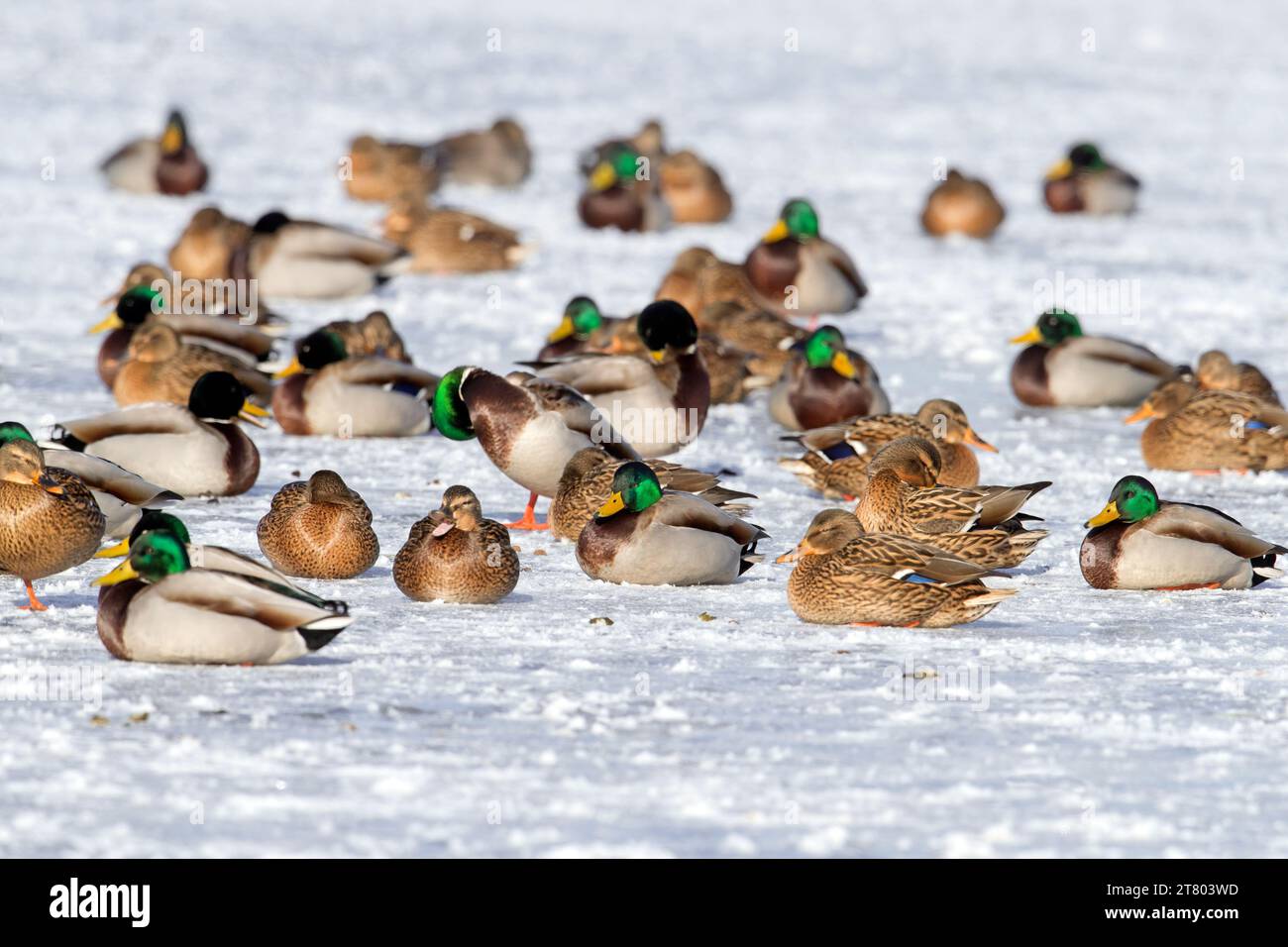 Mallard Flock Images – Browse 19,573 Stock Photos, Vectors, and Video