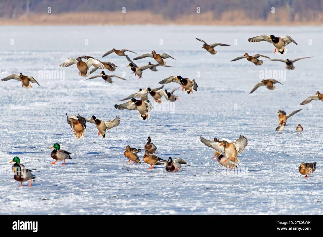 Flock of mallards / wild ducks (Anas platyrhynchos) males / drakes and females landing to rest on ice of frozen pond in winter Stock Photo