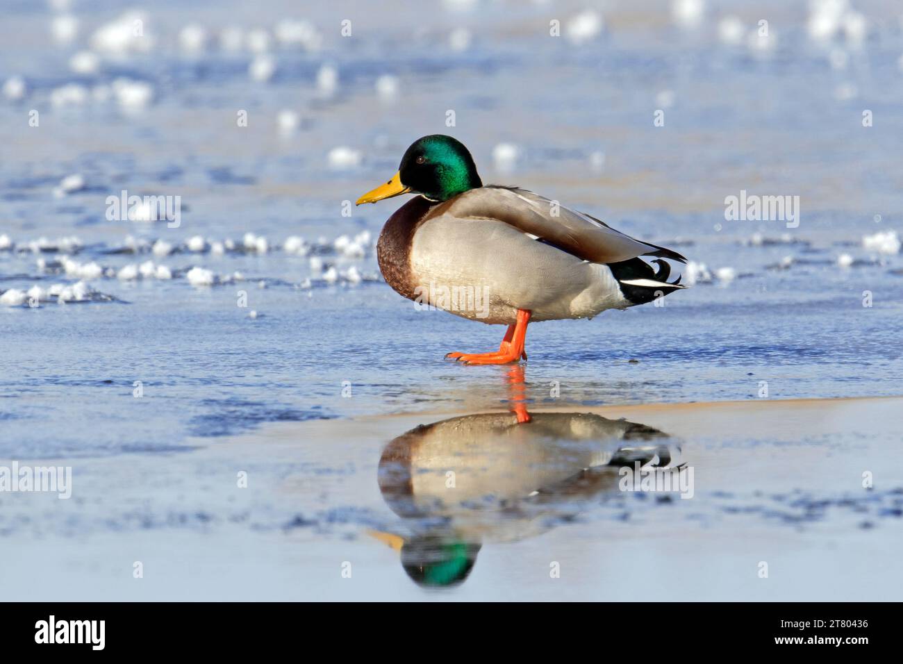 Mallard / wild duck (Anas platyrhynchos) male / drake resting on ice of frozen pond in winter Stock Photo