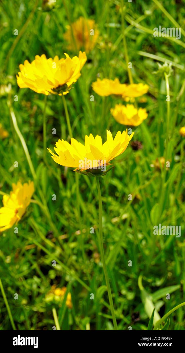 Closeup of beautiful yellow flowers of Coreopsis lanceolata also known as Garden, sand coreopsis, Lance leaf tickseed etc. Spotted in gardens of kodai Stock Photo