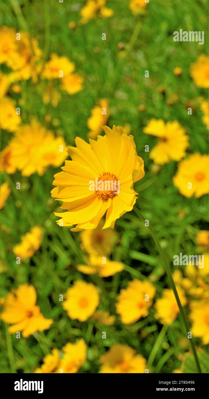 Closeup of beautiful yellow flowers of Coreopsis lanceolata also known as Garden, sand coreopsis, Lance leaf tickseed etc. Spotted in gardens of kodai Stock Photo