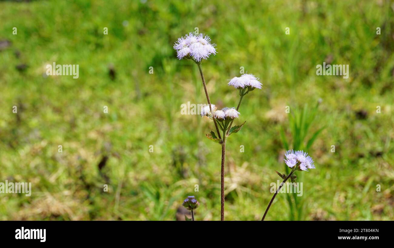 Closeup of flowers of Ageratum conyzoides also known as Tropical whiteweed, Billygoat plant, Goatweed, Bluebonnet, Bluetop, White Cap, Chick weed, Bil Stock Photo