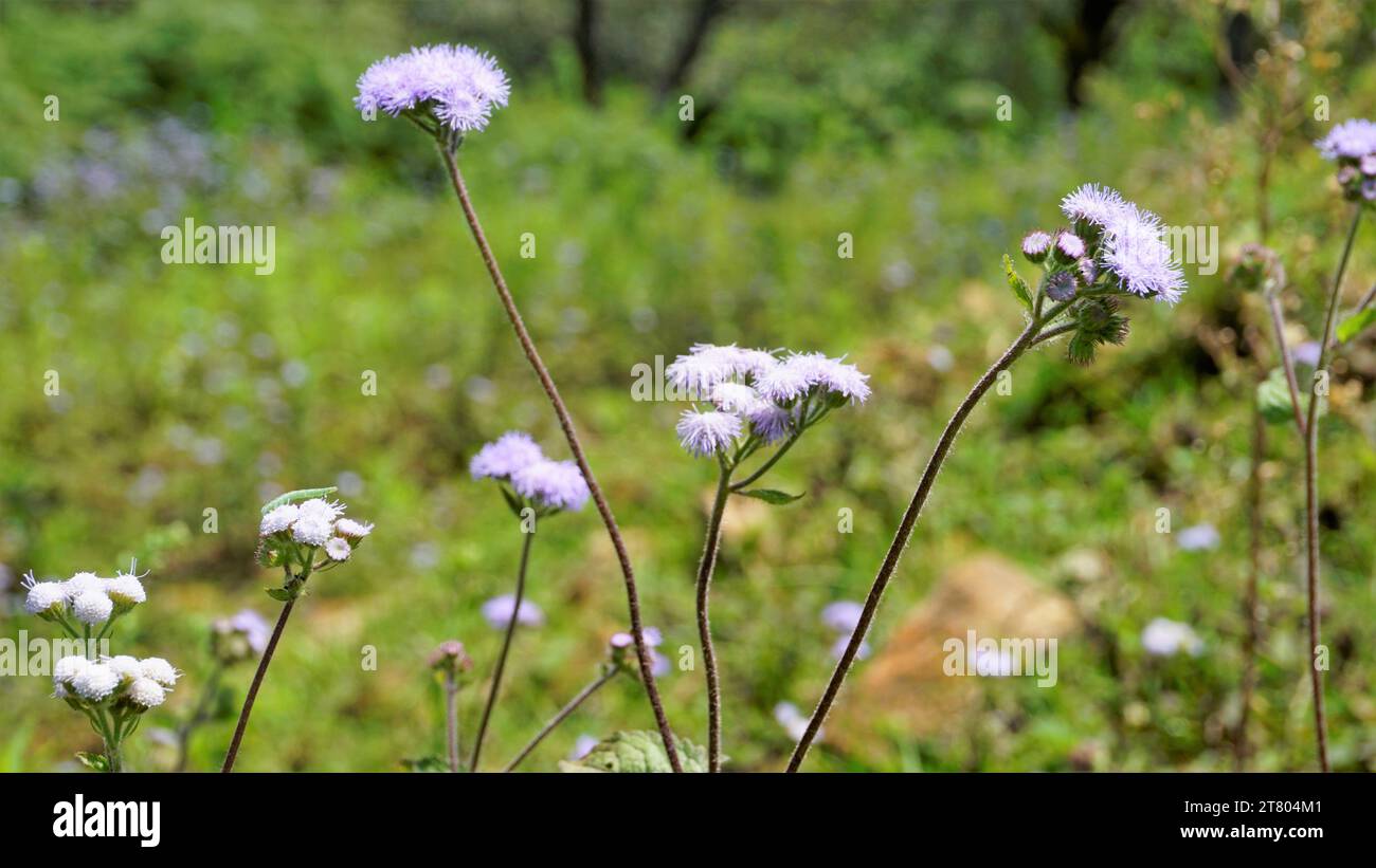 Closeup of flowers of Ageratum conyzoides also known as Tropical whiteweed, Billygoat plant, Goatweed, Bluebonnet, Bluetop, White Cap, Chick weed, Bil Stock Photo